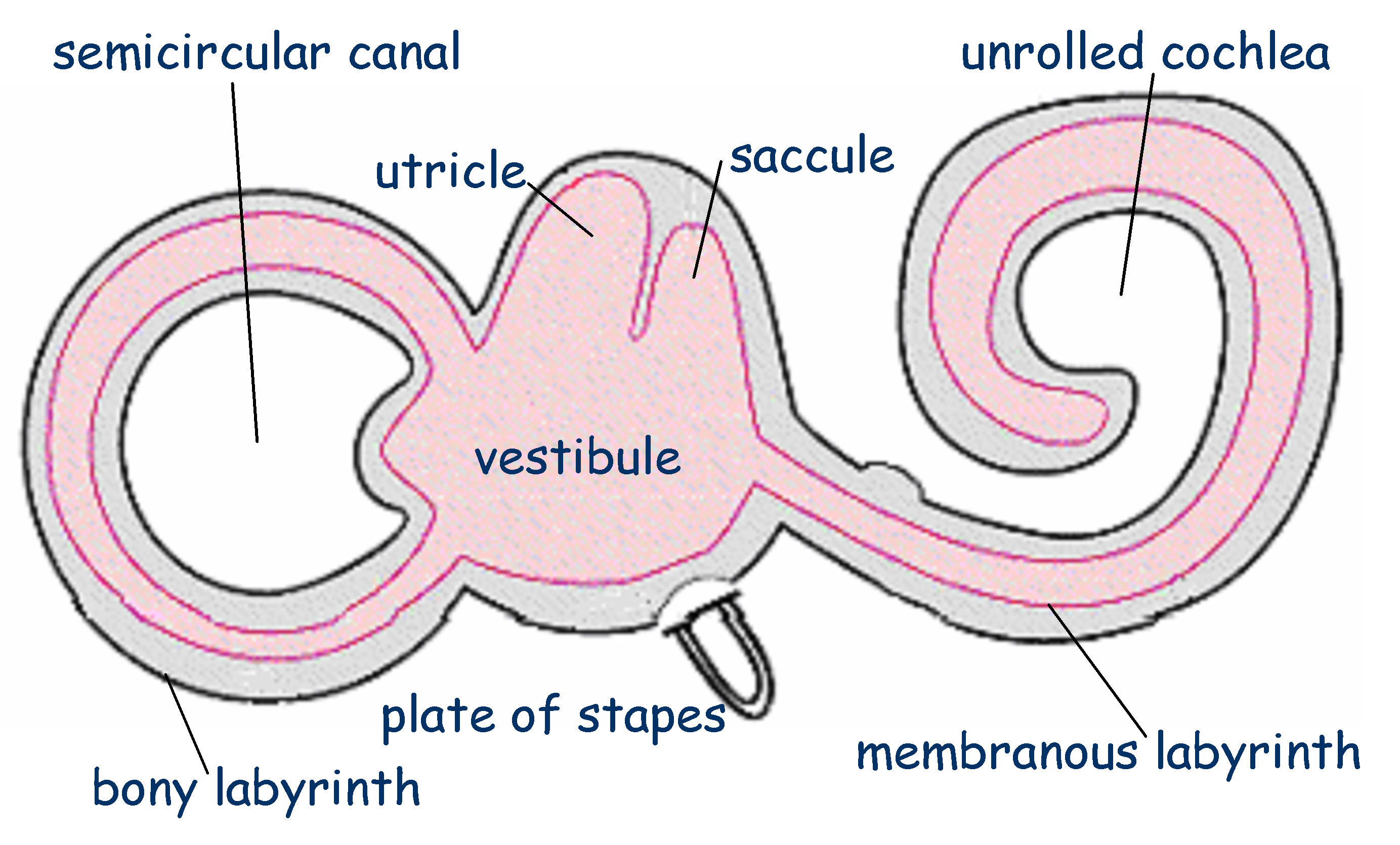 Balance and Vestibular system - The Sound Learning Centre